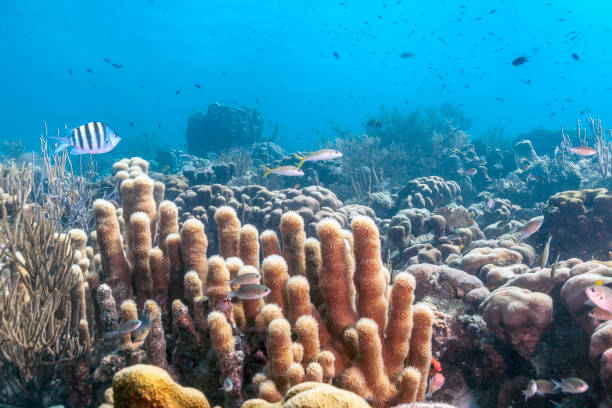istock Caribbean coral reef 972849360