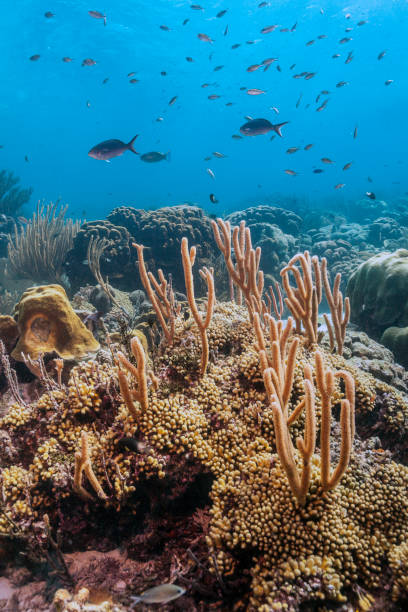 istock Caribbean coral reef 972849380