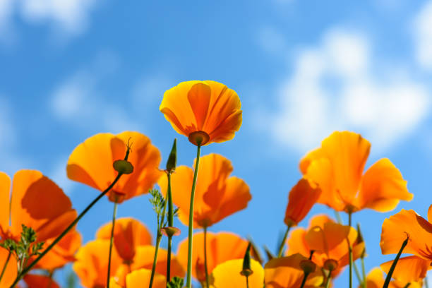 i papaveri della california si distondono verso il cielo - poppy field flower california golden poppy foto e immagini stock