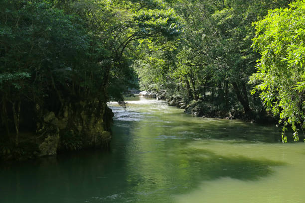 istock Canon Rio Claro Nature Reserve 972852920