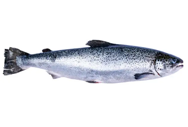 Salmon fish isolated on white background. Fresh wild salmon isolated on a white. Fresh whole salmon. Empty space for text. Copy space.