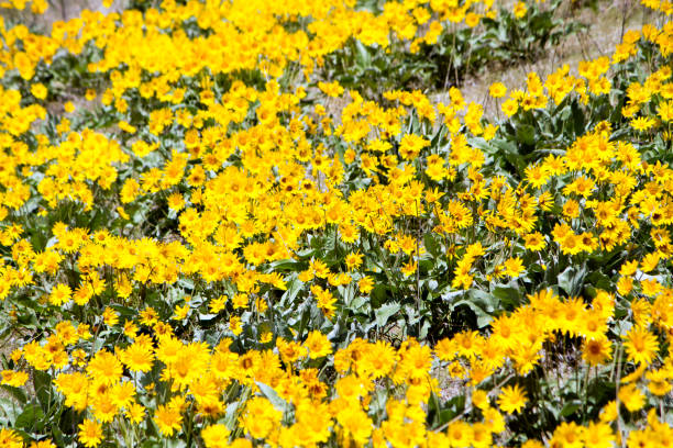 arrowleaf balsamroot kwiat - lake osoyoos zdjęcia i obrazy z banku zdjęć