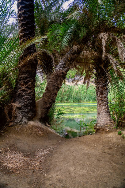 istock Preveli Beach with Palms park on Crete island, Greece. 972858938