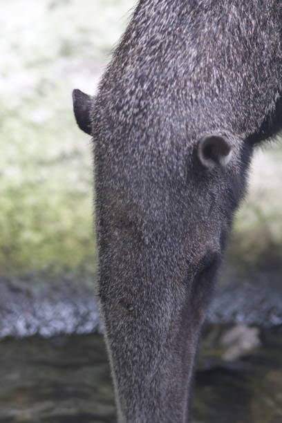 巨大なモグラの肖像画 - anteater animal nose animal ant ストックフォトと画像