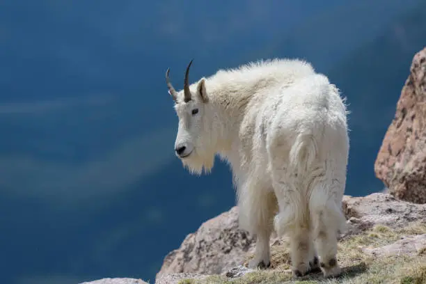 Photo of Wild Mountain Goats of the Colorado Rocky Mountains