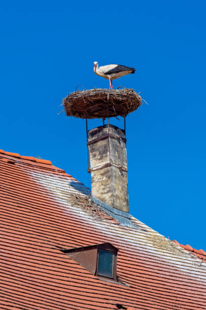 istock Stork nest in a Austrian village Rust 972865292