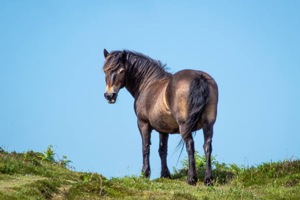 Exmoor pony on a hill