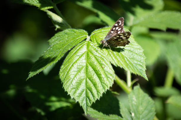 The brown butterfly on some bramble leaves