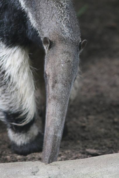 巨大なモグラの肖像画 - anteater animal nose animal ant ストックフォトと画像