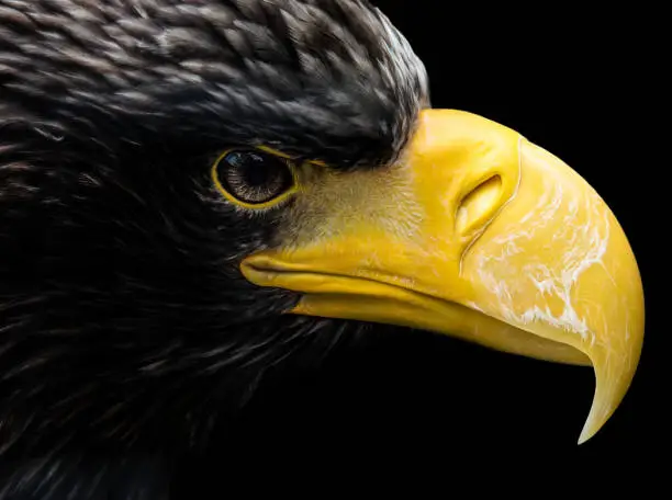 Eagle profile portrait
