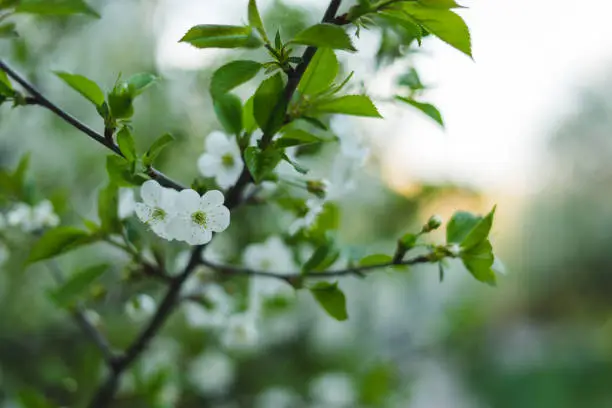 White spring flowers on the branch