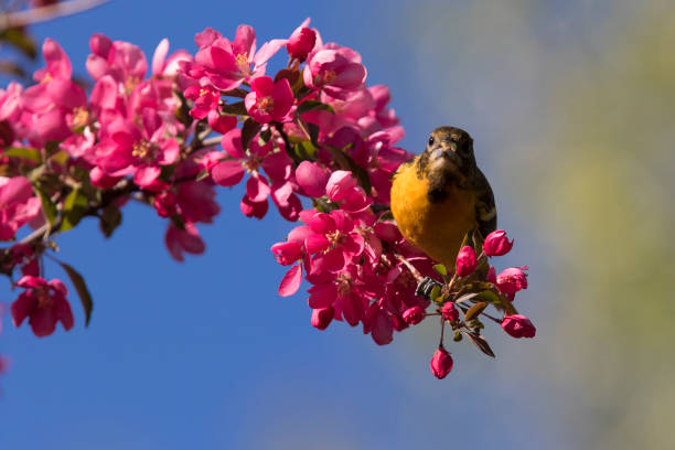 istock feeding oriole in blosom 972896084