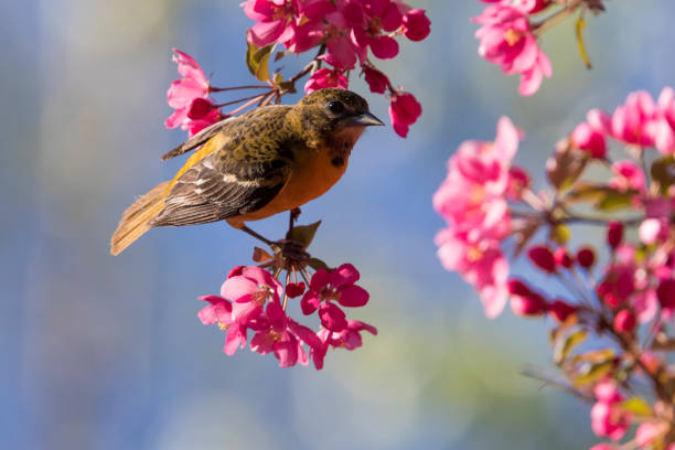 istock feeding oriole in blosom 972898192