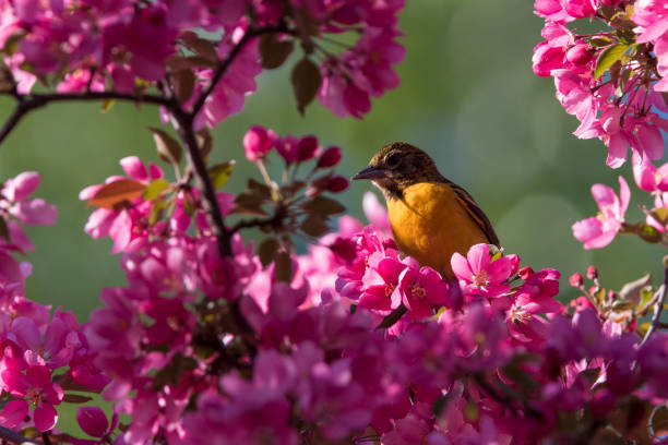istock feeding oriole in blosom 972898640