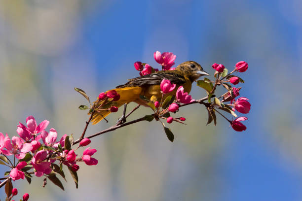 istock feeding oriole in blosom 972899146
