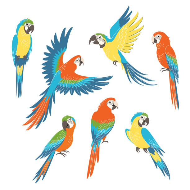 Set of macaw parrots Set of colorful macaw parrots isolated on white background parrot stock illustrations