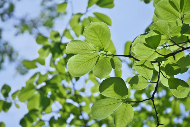 istock Leaf of the yulan 972905262