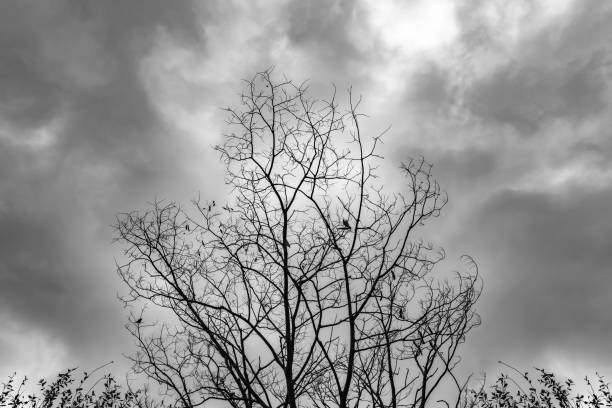 istock Dead Tree Moody Sky Black and White Background 972905300