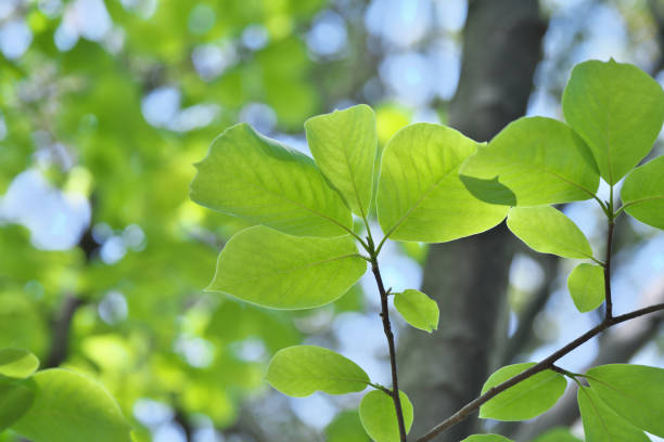 istock Leaf of the yulan 972905440