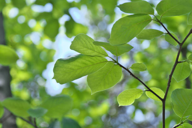 istock Leaf of the yulan 972905498