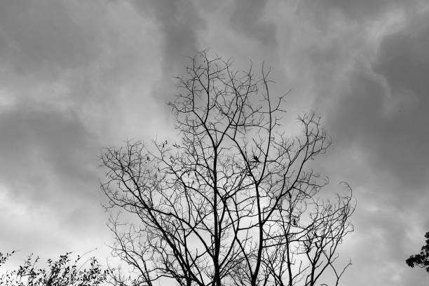 istock Dead Tree Moody Sky Black and White Background 972905576