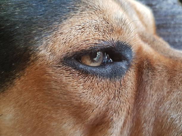 istock Close up of dogs face 972909088