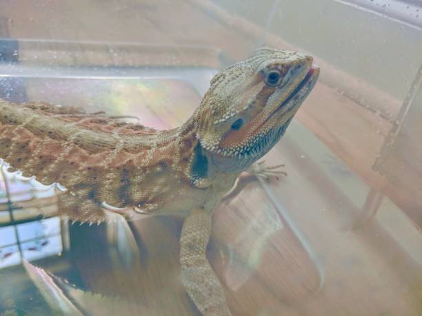 istock Bath Time Dragon, Beginning To Open His Mouth 972911554