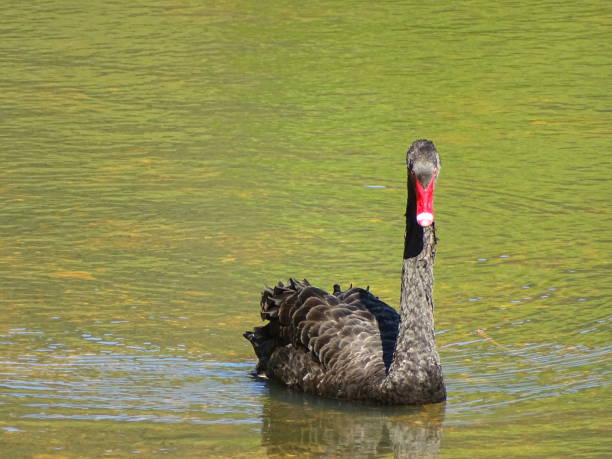 istock Close up of black swan 972916062