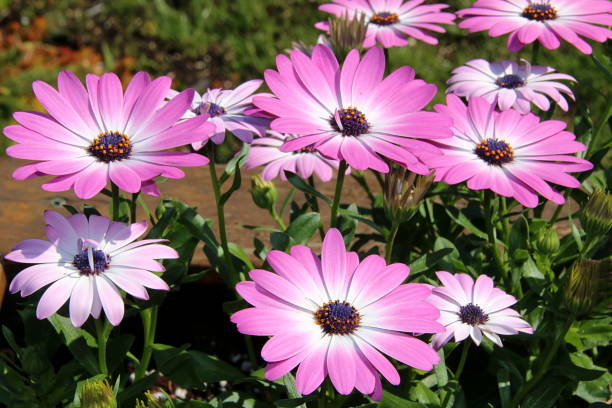 istock Osteospermum Flowers 972916068