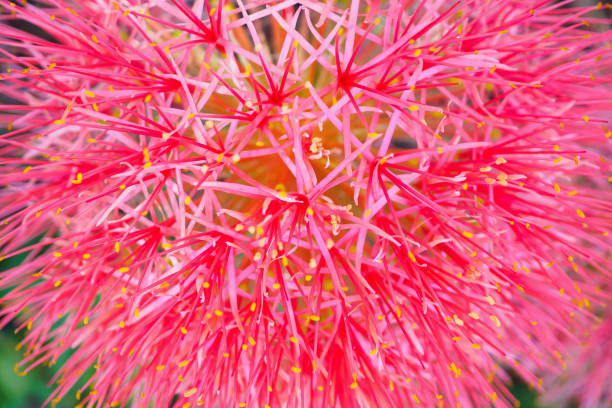 istock Haemanthus multiflorus blood lily flower 972919136