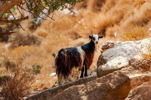 On the road between Marrakech and Essaouira, Morocco, dozens of goats remain perched on argan trees.