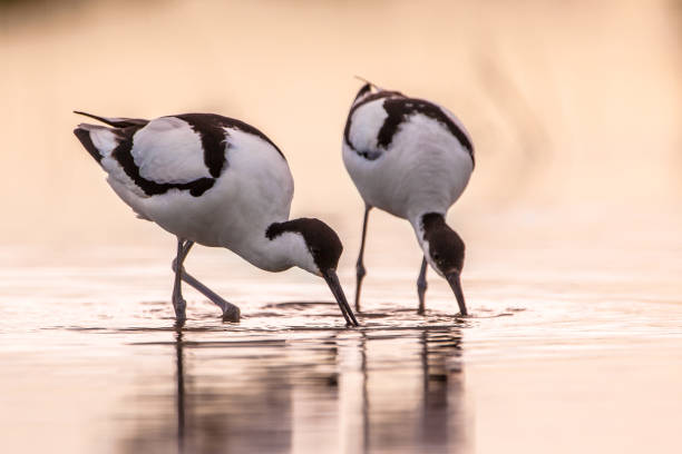 istock Pair of foraging pied avocet 972921708