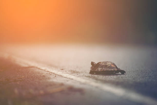 Tortoise