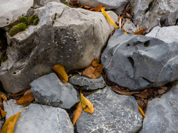 istock Autumn Leaves on Rocks 972922078