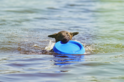 Cute Belgian Shepherd Malinois puppy swimming outdoors holding a blue flying disc