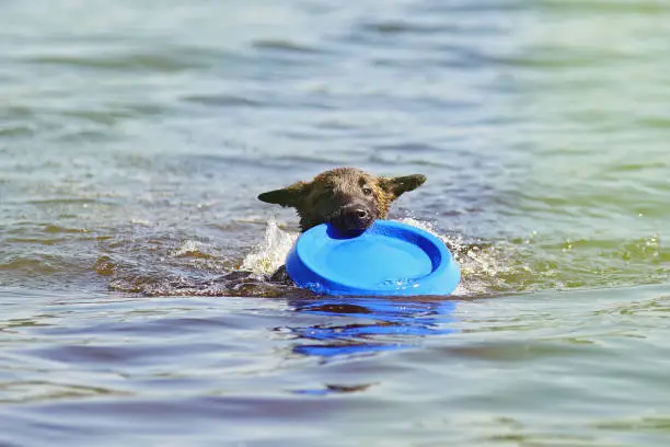 Photo of Cute Belgian Shepherd Malinois puppy swimming outdoors holding a blue flying disc