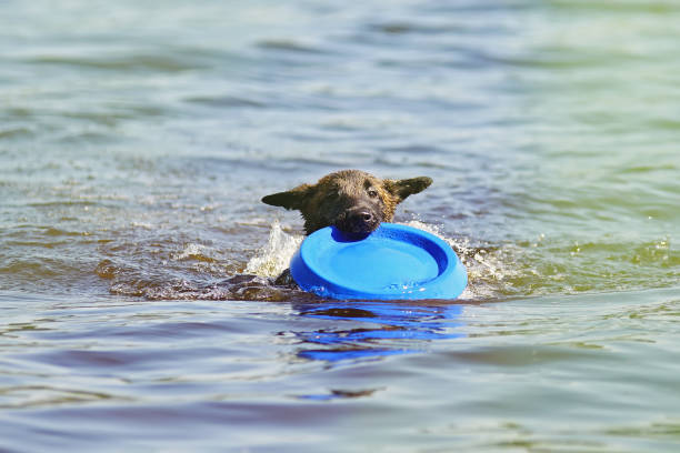 belga malinois pastor filhote de cachorro bonito nadar ao ar livre, segurando um disco voador azul - puppy dog toy outdoors - fotografias e filmes do acervo