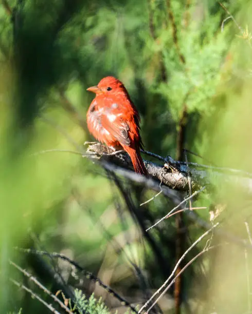 Cute Red and Yellow molting Summer tanager during Spring Migration at Quintana Beach, Texas
