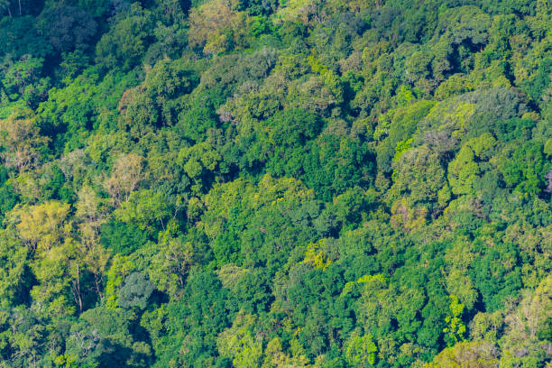 istock Bird eyes view on tropical forest Thailand 972930986