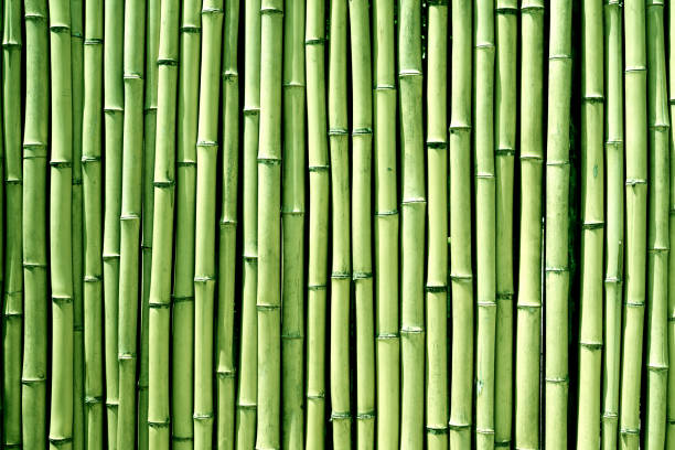 istock Green bamboo wood wall background texture 972936702