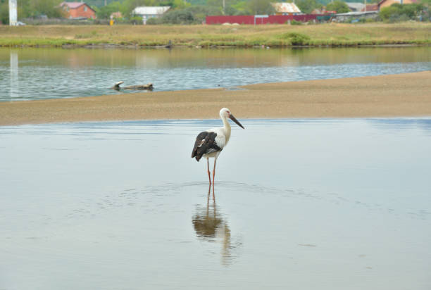 The Oriental white stork (Ciconia boyciana) at sea.