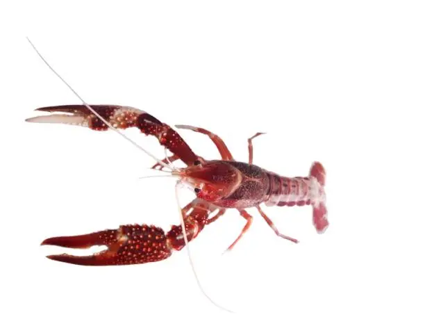 Photo of Crayfish