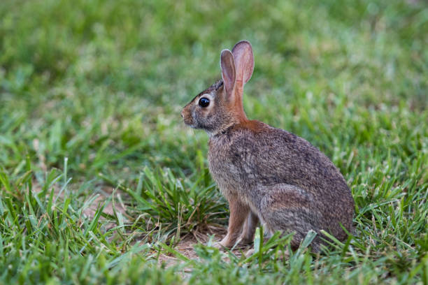 istock A bunny running and eating 972939424