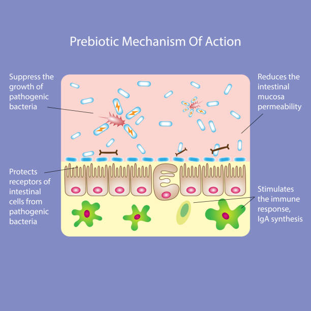 prebiotyk mechanizm działania - mucosa stock illustrations