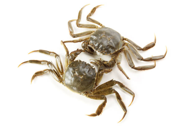 istock Fresh crab on white background, is a very delicious food 972951408