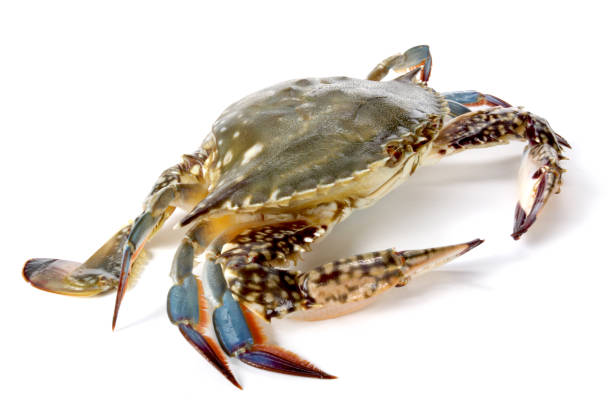 istock Sea Crab on a white background 972951448