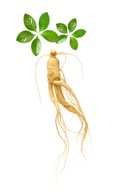 ginseng fresco sobre fondo blanco - ginseng fotografías e imágenes de stock