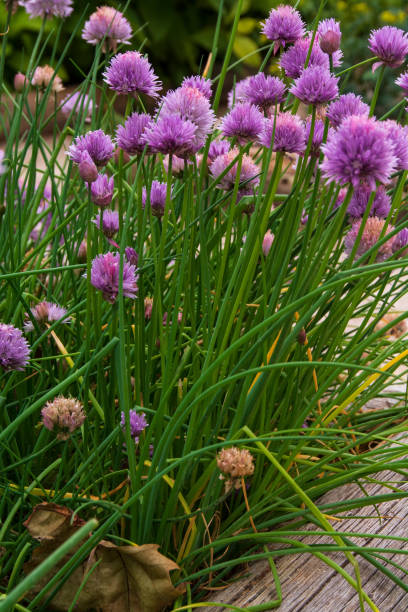 chives plant with flowers chives plant with flowers, comun name chives, scientific name Allium Schoenoprasum chives allium schoenoprasum purple flowers and leaves stock pictures, royalty-free photos & images