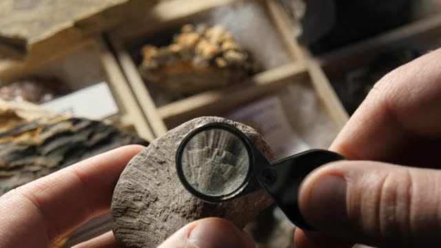 Ancient sea creature Paleontologist studying fossil from prehistoric time