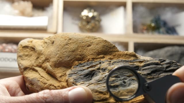 Paleontologist studying fossil of Glossopteris tree Permian Period